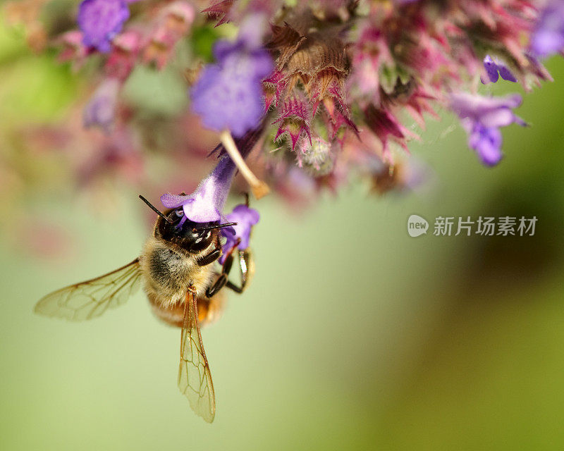 大昆虫蜜蜂(Apis mellifera)在紫色的花